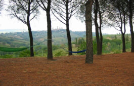 swing in the hammock in the shade of the pine forest looking at the medieval landscape of San Gimignano